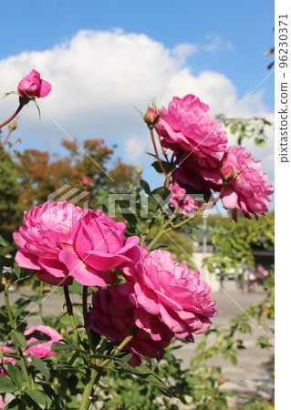 Rose Garden Rose Expo Memorial Park Rose Festa November Autumn Language of Flowers Thorns Osaka Monorail Kita-Osaka Kyuko Line Rose Garden Rose Expo Memorial Park Rose Festa November Autumn Language of Flowers Thorns Osaka Monorail Kita-Osaka Kyuko Line 96230371