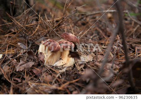 Close up view of several Imleria Badia or Boletus Badius commonly known as the Bay Bolete growing in pine tree forest.. Close up view of several Imleria Badia or Boletus Badius commonly known as the Bay Bolete growing in pine tree forest.. 96230635