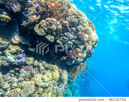 Underwater life of reef with corals, shoal of Lyretail anthias (Pseudanthias squamipinnis) and other kinds of tropical fish. Coral Reef at the Red Sea, Egypt. 96230756