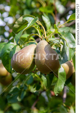 Shiny delicious pears hanging from a tree branch in the orchard.. Shiny delicious pears hanging from a tree branch in the orchard.. 96230757