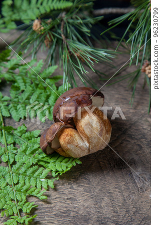 Small family of Imleria Badia or Boletus badius mushrooms commonly known as the bay bolete on vintage wooden background.. Small family of Imleria Badia or Boletus badius mushrooms commonly known as the bay bolete on vintage wooden background.. 96230799