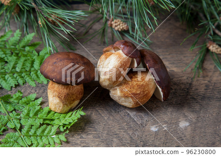 Several Imleria Badia or Boletus badius mushrooms commonly known as the bay bolete on vintage wooden background.. Several Imleria Badia or Boletus badius mushrooms commonly known as the bay bolete on vintage wooden background.. 96230800