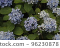 hydrangea   96230878
