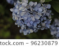 hydrangea   96230879