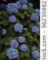 hydrangea   96230882