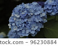 hydrangea   96230884