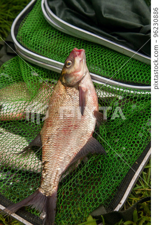 Successful fishing - big freshwater bream fish on keepnet with fishery catch in it.. 96230886