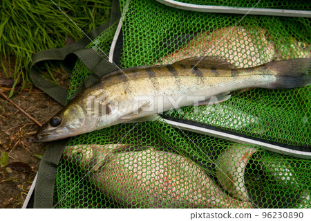 Freshwater zander on keepnet with fishery catch in it.. 96230890