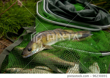 Freshwater zander on keepnet with fishery catch in it.. 96230891