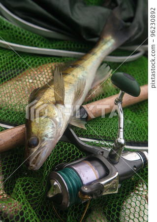 Freshwater zander and fishing rod with reel on keepnet with fishery catch in it.. 96230892
