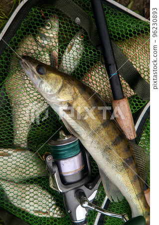 Freshwater zander and fishing rod with reel on keepnet with fishery catch in it.. 96230893