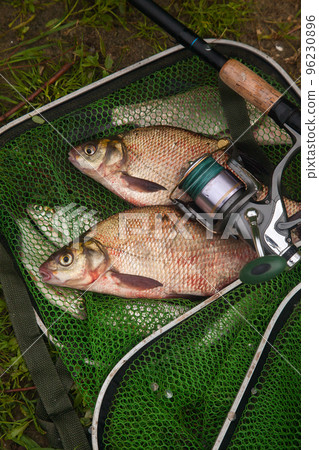 Two big freshwater common bream fish and fishing rod with reel on green fishing net.. 96230896
