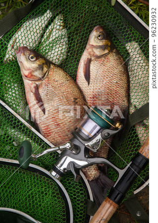 Two big freshwater common bream fish and fishing rod with reel on green fishing net.. 96230932