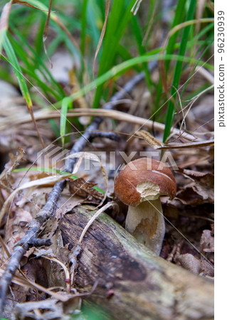 Boletus mushroom in the wild. Porcini mushroom grows on the forest floor at autumn season.. Boletus mushroom in the wild. Porcini mushroom grows on the forest floor at autumn season.. 96230939