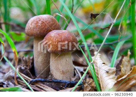 Mushroom family of boletus mushroom in the wild. Porcini mushroom grows on the forest floor at autumn season.. Mushroom family of boletus mushroom in the wild. Porcini mushroom grows on the forest floor at autumn season.. 96230940