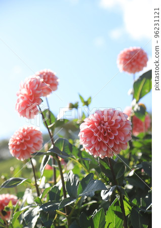粉紅色的大麗花在藍天中閃耀 96231121
