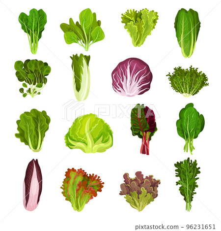 Set of different types of fresh leaves for salad. Culinary herbs for cooking cartoon vector 96231651