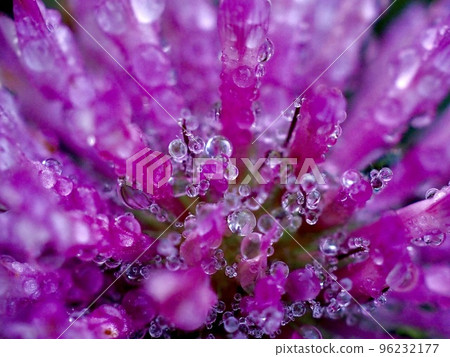 Red clover wet in the rain macro photography Red clover wet in the rain macro photography 96232177