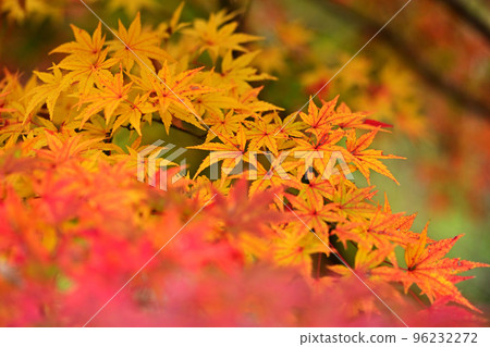 [Gunma Prefecture] Autumn leaves 96232272