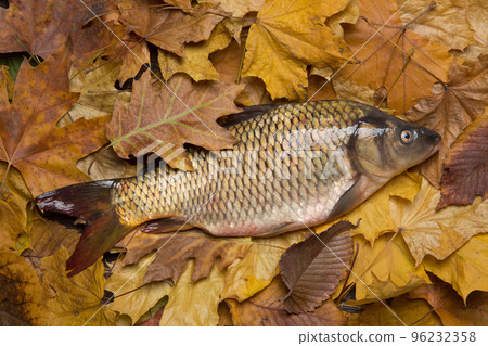 Big fresh carp lies surrounded by autumn leaves, autumn fishing concept 96232358