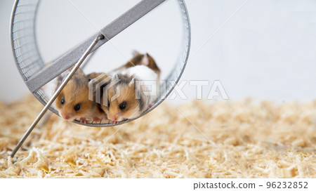 Syrian hamsters are sitting on a wheel. Close-up. Muzzles of red hamsters. Pet Syrian hamsters are sitting on a wheel. Close-up. Muzzles of red hamsters. Pet 96232852