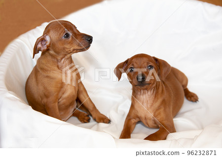 Two playful, cheerful zwergpinscher puppies.  96232871