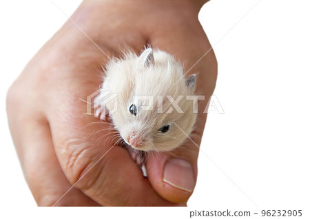 A small hamster in his hand in an isolate. Portrait of a mouse. 96232905