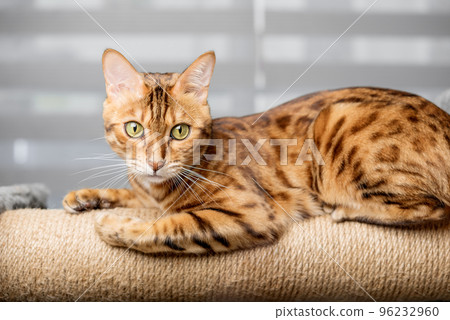 Bengal cat on a scratching post, in the background of the living room. 96232960