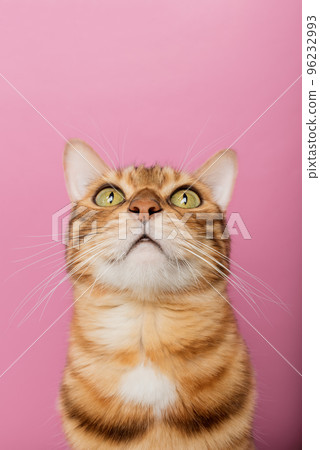 Funny Bengal cat on a pink background. Portrait on a wide-angle lens. Funny Bengal cat on a pink background. Portrait on a wide-angle lens. 96232993