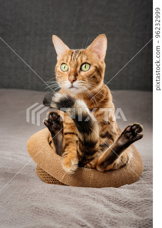 Funny Bengal cat sits in a straw hat. 96232999