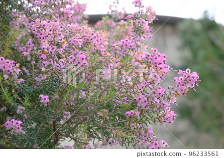 Janome埃里卡花盛開 Janome埃里卡花盛開 96233561