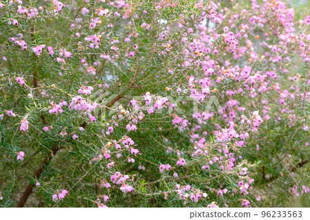 Janome埃里卡花盛開 Janome埃里卡花盛開 96233563