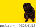 close up of a cute pug dog with black fur looking up with humble eyes on yellow studio background 96234138