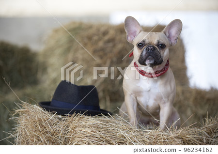 A bulldog breed dog sits during a rest in the hayloft among haystacks and looks attentively into the camera. A bulldog breed dog sits during a rest in the hayloft among haystacks and looks attentively into the camera. 96234162