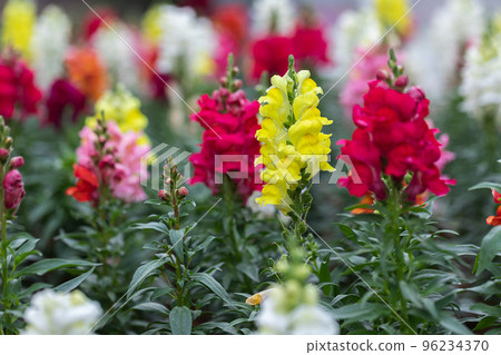 Beautiful Antirrhinum majus dragon flower is blooming in the garden Beautiful Antirrhinum majus dragon flower is blooming in the garden 96234370