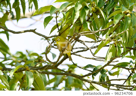 White-eye perched on a branch of Japanese oak White-eye perched on a branch of Japanese oak 96234706