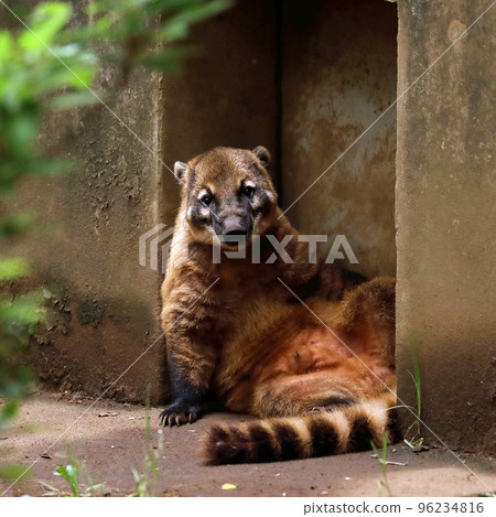 Relaxing red coati looking at you 96234816