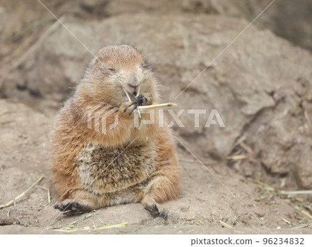 Prairie dog pouting with hay for food Prairie dog pouting with hay for food 96234832