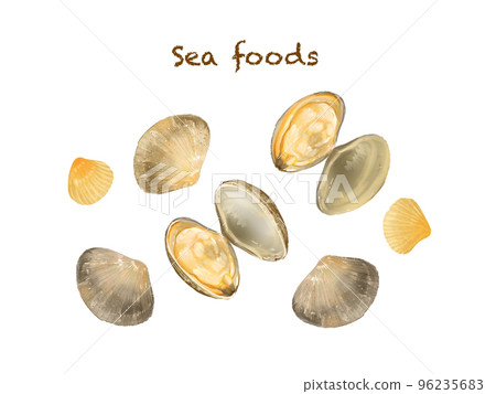 Illustration hand drawn set material of seafood - shellfish - clams 96235683