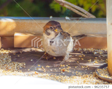 A sparrow chick that came to the feeder A sparrow chick that came to the feeder 96235757