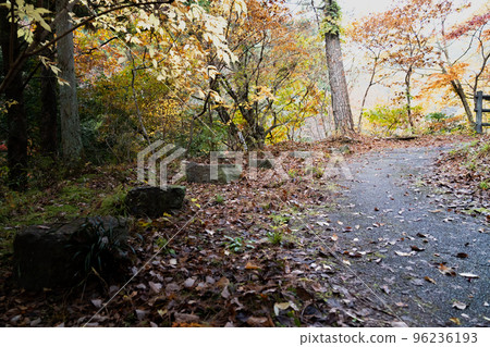 Forest promenade Forest promenade 96236193