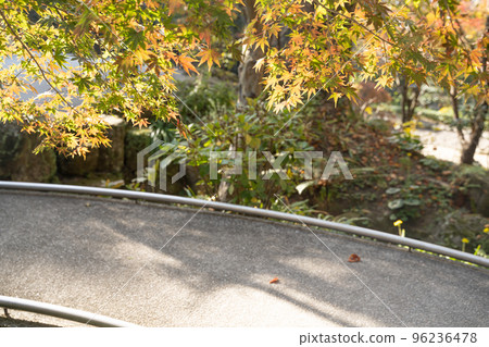 Autumn scenery during the autumn leaves season Autumn scenery during the autumn leaves season 96236478
