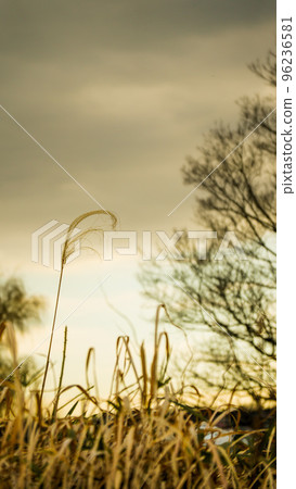 Susuki is the main character today 96236581