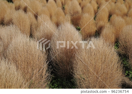 秋天枯萎的地膚 96236754