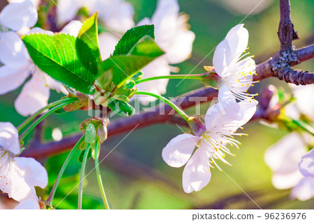 beautiful closeup spring blossoming tree beautiful closeup spring blossoming tree 96236976