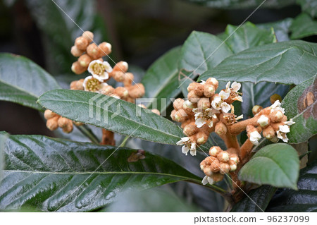 Loquat flowers starting to open 96237099