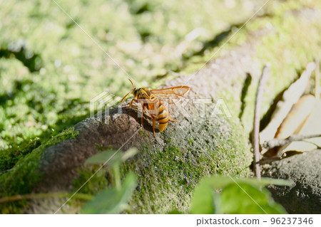 Red-backed moth perching on the root of a tree 96237346