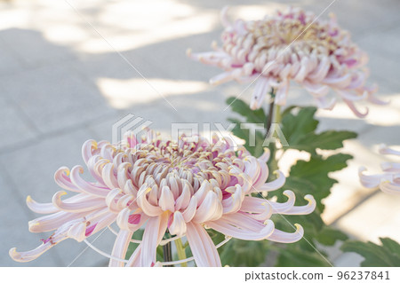 chrysanthemum flower wallpaper 96237841