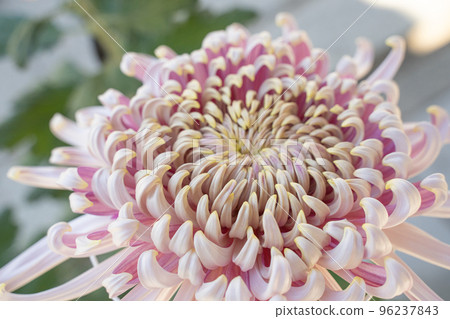 chrysanthemum wallpaper 96237843