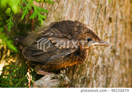 A thrush chick is sitting on a tree branch. The bird is a small blackbird sitting on the tree A thrush chick is sitting on a tree branch. The bird is a small blackbird sitting on the tree 96238879